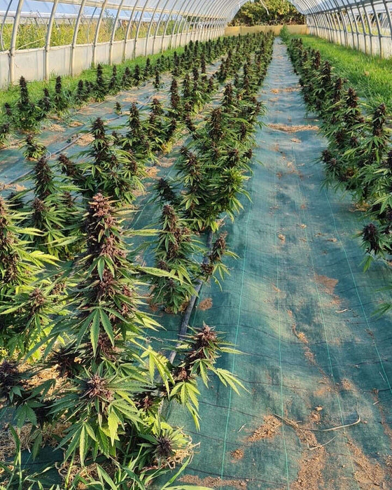 Auto Glu CBD Seeds