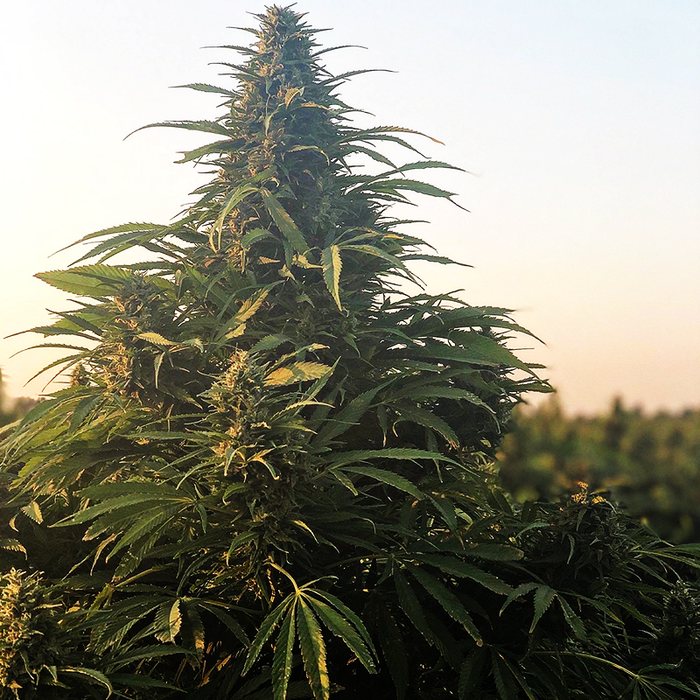 The Don Hemp Seeds