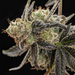 Macro shot of Cherry Sunrise against a black background. White fuzzy terpenes cover the hemp flower.